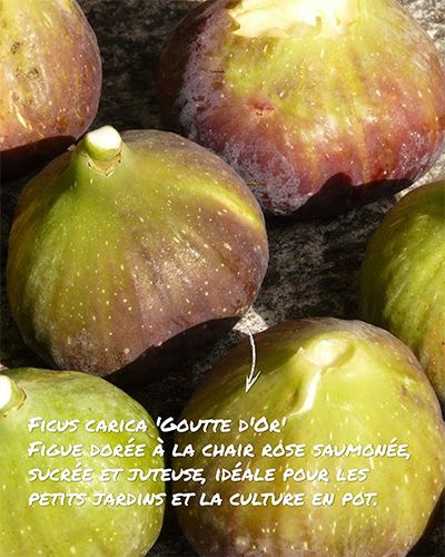 Ficus carica 'Goutte d'Or', figues dorées, chair rose, idéale petits jardins et pot.